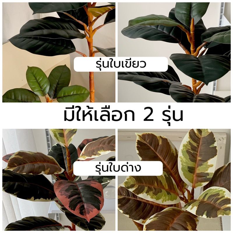 [พร้อมส่ง] Jnihouse : ต้นยางอินเดียประดิษฐ์ (Rubber Plant)(Tree)