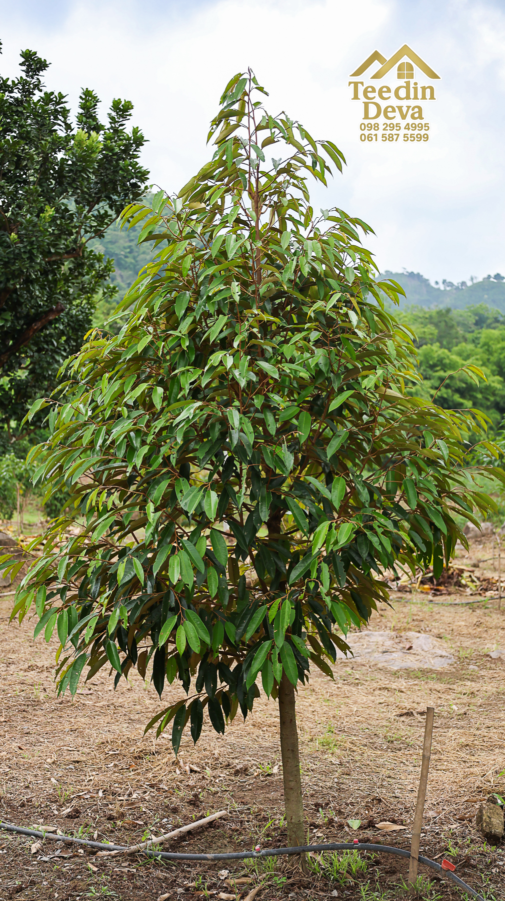 ที่ดินติดภูเขา เนินสวย พร้อมพัฒนารีสอร์ทหรือพูลวิลล่า 1 ไร่ ต.เขาพระ อ.เมือง จ.นครนายก 🏡