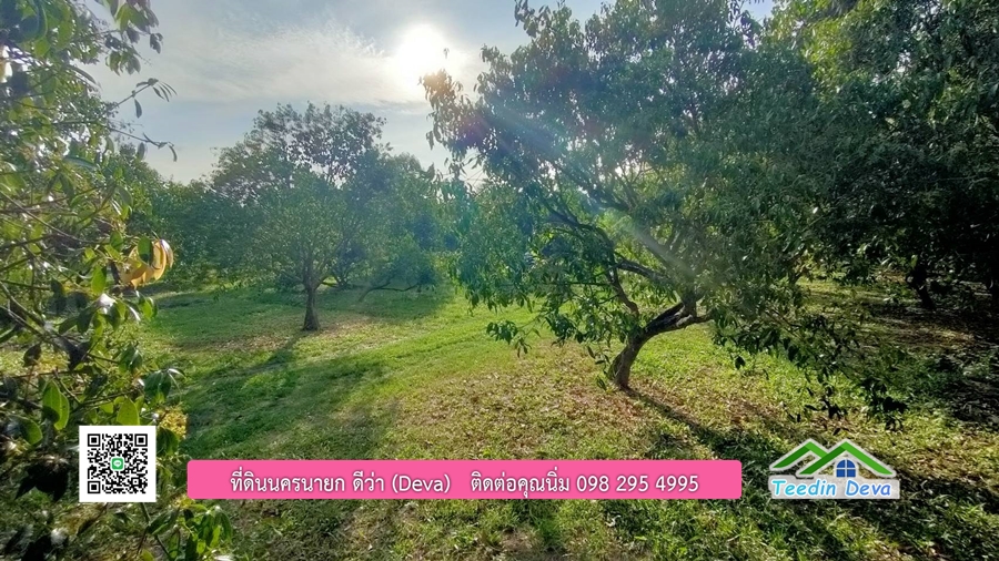 ขายสวนมะยงชิดพันธุ์ทูลเกล้า ขนาด 7 ไร่ ทำเลดีเยี่ยม ติดถนนลาดยาง ต.เขาเพิ่ม อ.บ้านนา จ.นครนายก