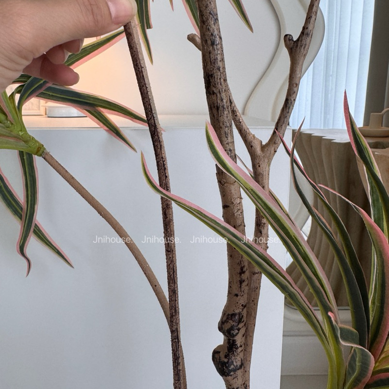 [พร้อมส่ง] Jnihouse : ต้นเข็มสามสีประดิษฐ์ (Madagascar Dragon Tree)