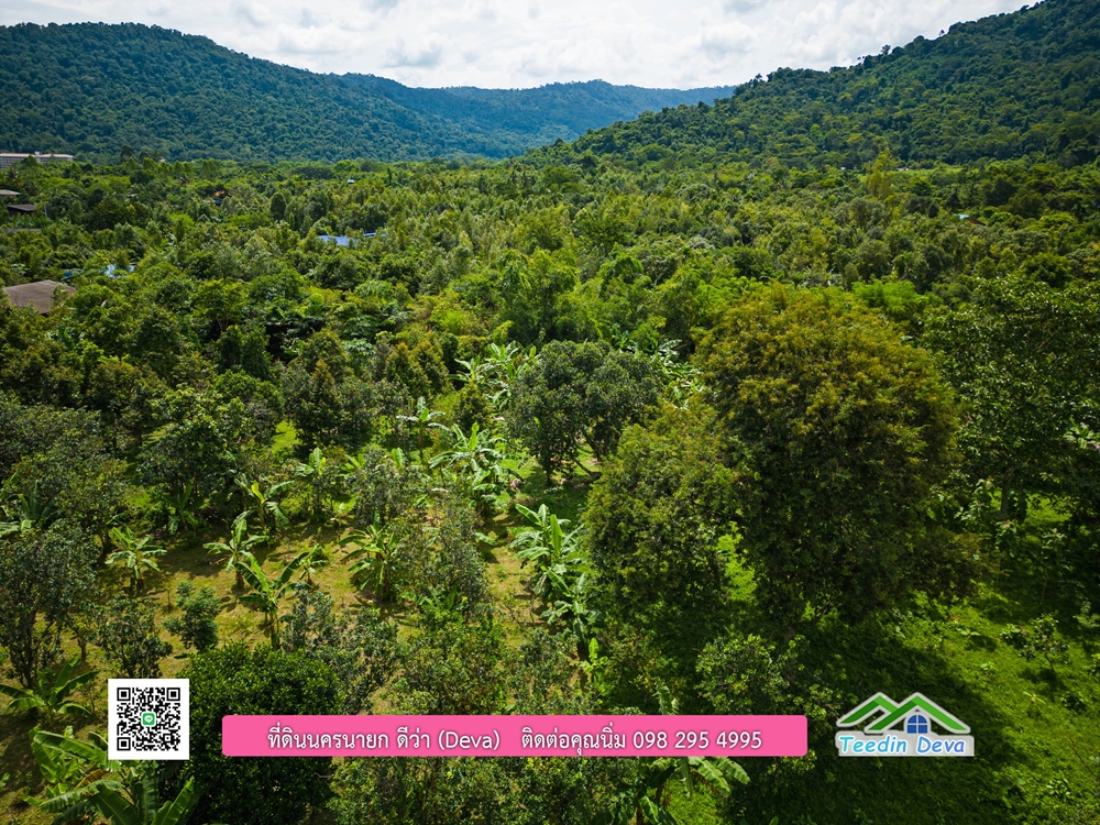 ที่ดินนครนายก สวนผลไม้ 2 ไร่ มีต้นพะยูง ต้นสักทอง ทุเรียน กาแฟ อยู่ใกล้เขื่อนขุนด่าน ต.สาริกา อ.เมือง จ.นครนายก