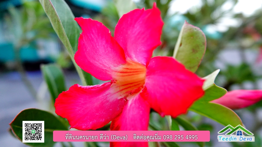 ขายรีสอร์ท ใกล้ โรงเรียนนายร้อย จปร. นครนายก พื้นที่ 3 ไร่ ทำเลดี ด้านหน้าติดถนนลาดยาง ด้านหลังลำคลองธรรมชาติ