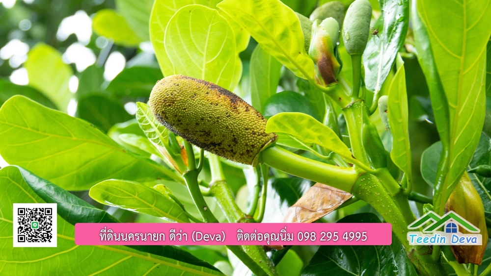 ที่ดินนครนายก สวนผลไม้ขนาดเล็ก 155 ตร.ว. ด้านหลังติดลำธาร