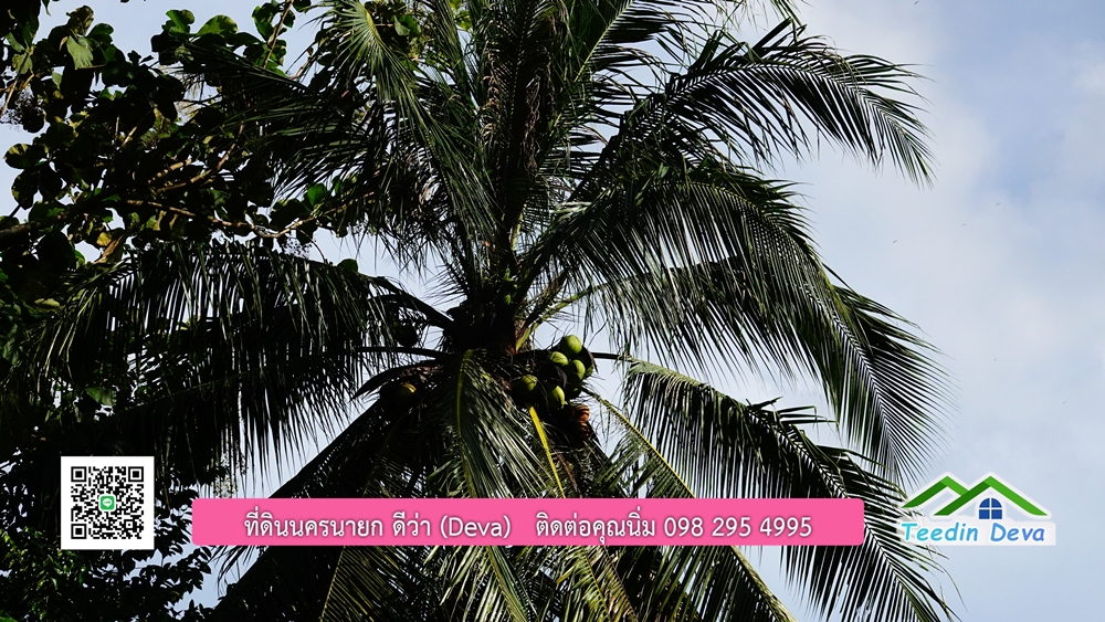 ที่ดินนครนายก สวนผลไม้ พื้นที่ 7 ไร่ ปลูกทุเรียน มังคุด ลองกอง มะยมชิด มีอาคาร 4 หลัง ด้านหน้าถนนสาธารณะ ด้านหลังติดอ่างเก็บน้ำ