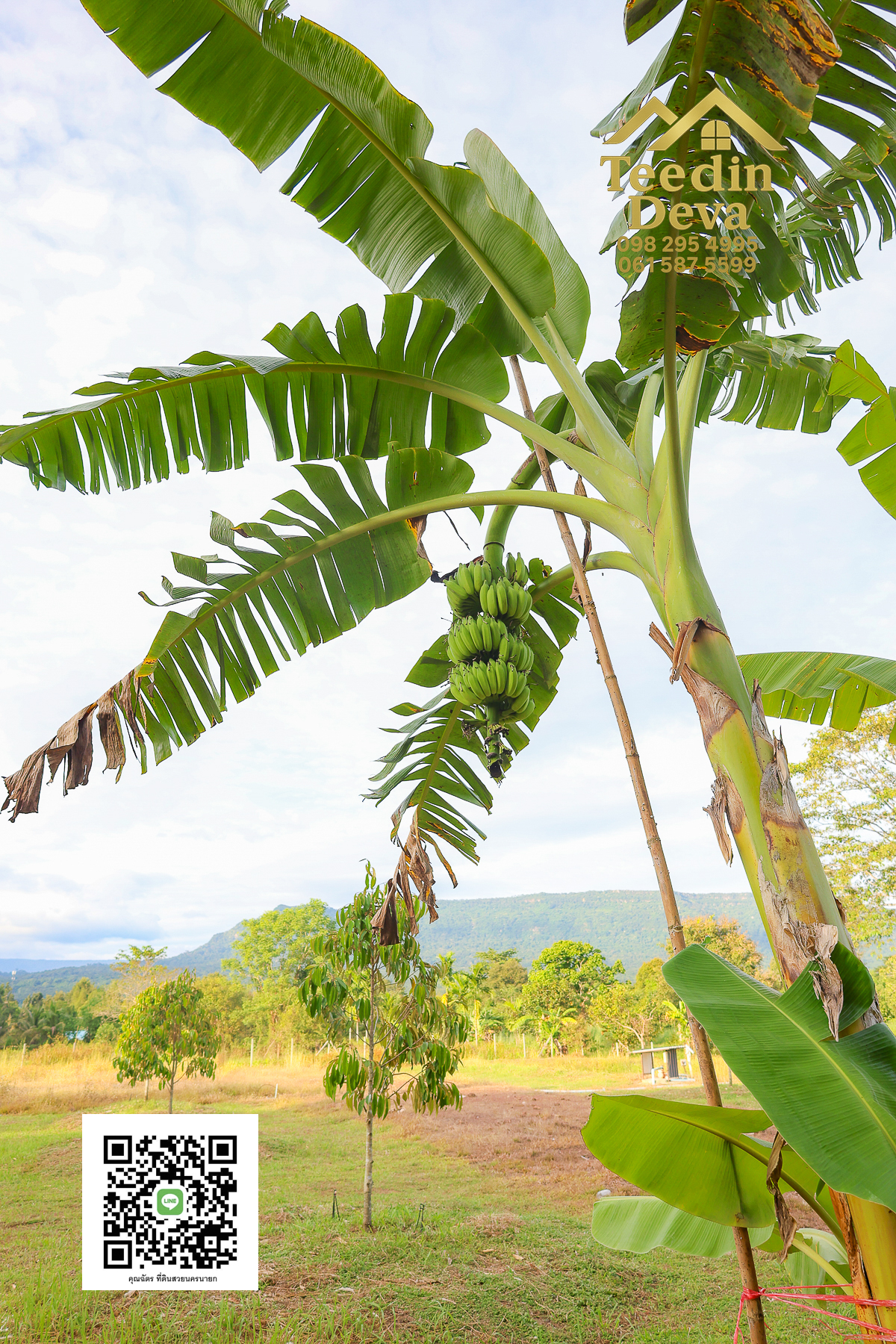 💭 ตื่นเช้าลมเย็น เห็นเขาใหญ่ตรงหน้า... ที่ดินสวนผลไม้ 2 ไร่ 3 งาน ต.นาหินลาด อ.ปากพลี จ.นครนายก