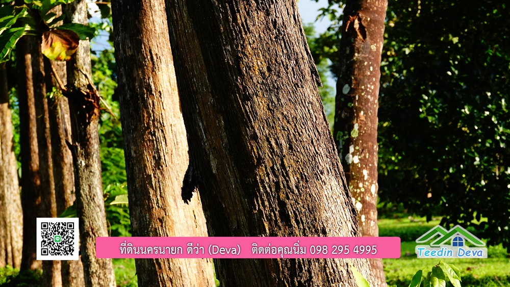 (ðī āļāļīāļāļāļēāļĢāļāļēāļĒ) āļāļĩāđāļāļīāļāļāļāļĢāļāļēāļĒāļ āļāļīāļāļĨāļģāļāļēāļĢ āļāļĨāļđāļāļāļĨāđāļĄāđ 8 āđāļĢāđ 2 āļāļēāļ āļ.āļŠāļēāļĢāļīāļāļē āļ.āđāļĄāļ·āļāļ āļ.āļāļāļĢāļāļēāļĒāļ