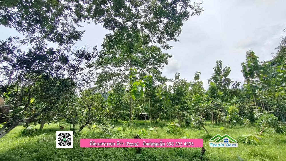 ที่ดินนครนายก สวนผลไม้ 2 ไร่ มีต้นพะยูง ต้นสักทอง ทุเรียน กาแฟ อยู่ใกล้เขื่อนขุนด่าน ต.สาริกา อ.เมือง จ.นครนายก