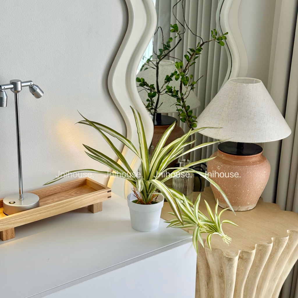 [พร้อมส่ง] Jnihouse : ต้นวาสนาราชินีกระถางขาว Spider plants (Tree)