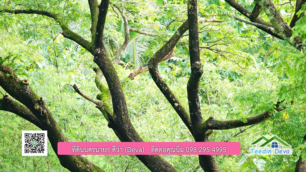 ที่ดินนครนายก ติดลำธารสวยๆ ที่ดินแปลงสวย 6 ไร่ ทำเลดี ในอ้อมกอดของขุนเขา ด้านหลังติดลำธารธรรมชาติ