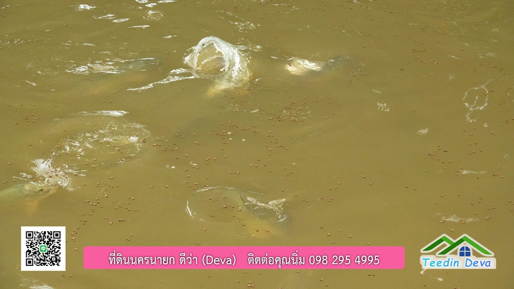 ขายบ้านสวน กลางนา วิวเขาใหญ่ ต.สาริกา อ.เมือง จ.นครนายก