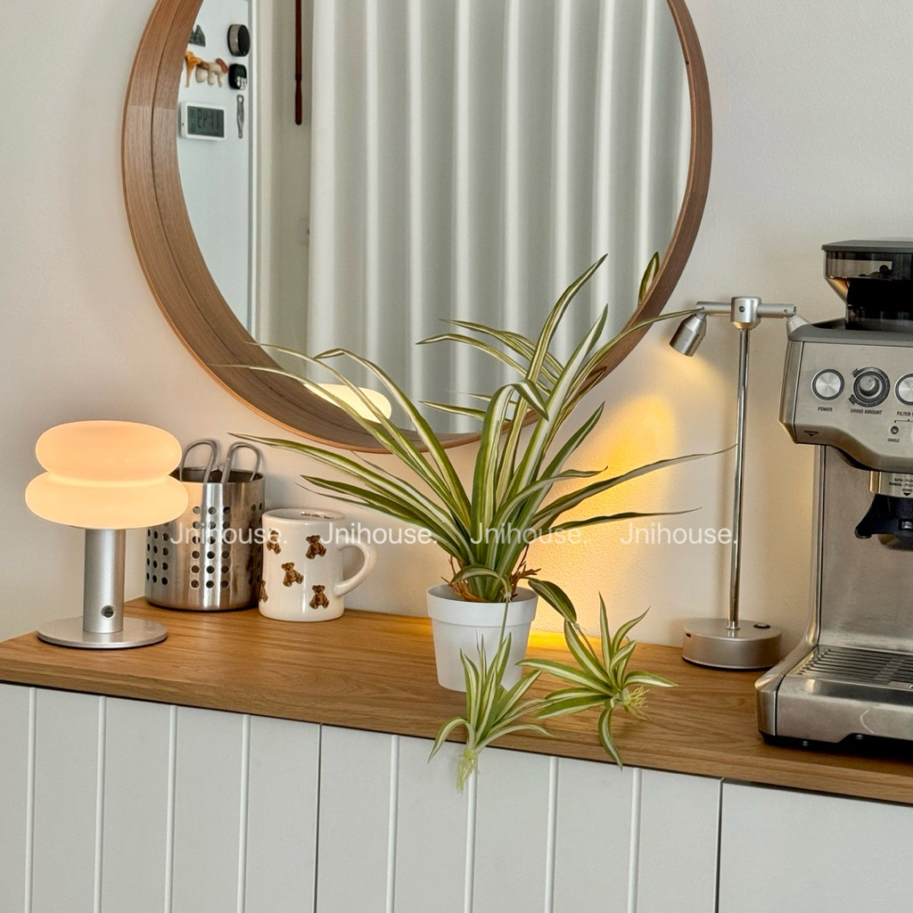 [พร้อมส่ง] Jnihouse : ต้นวาสนาราชินีกระถางขาว Spider plants (Tree)