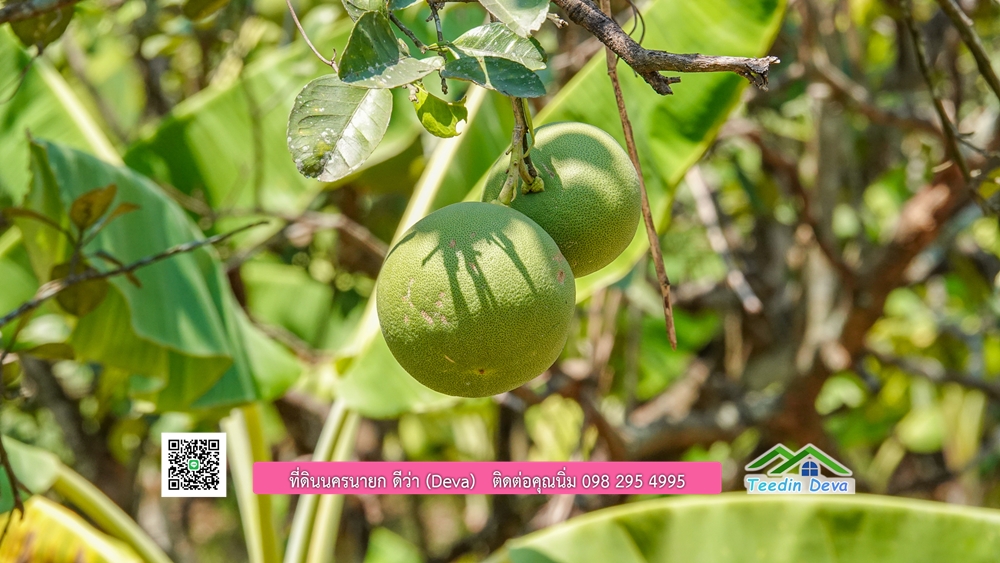 ขายสวนผลไม้ ทำเลดี ใกล้แหล่งท่องเที่ยว ขนาด 1-2-94 ไร่ ต.สาริกา อ.เมือง จ.นครนายก