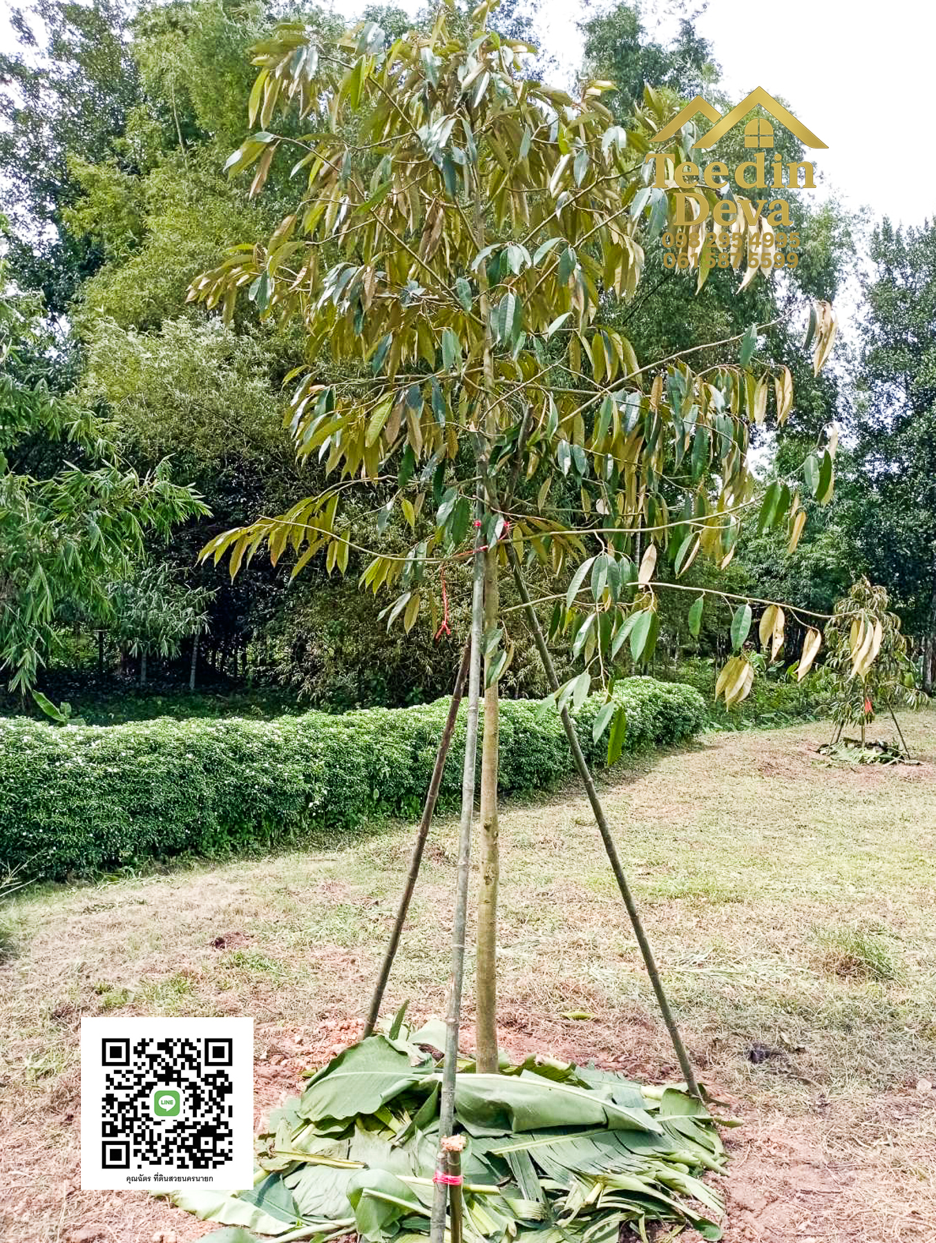 ที่ดินนครนายก วิวภูเขา ติดลำธาร ใกล้เขาใหญ่ ขนาด 1 ไร่ ทำเลดี ต.นาหินลาด อ.ปากพลี จ.นครนายก