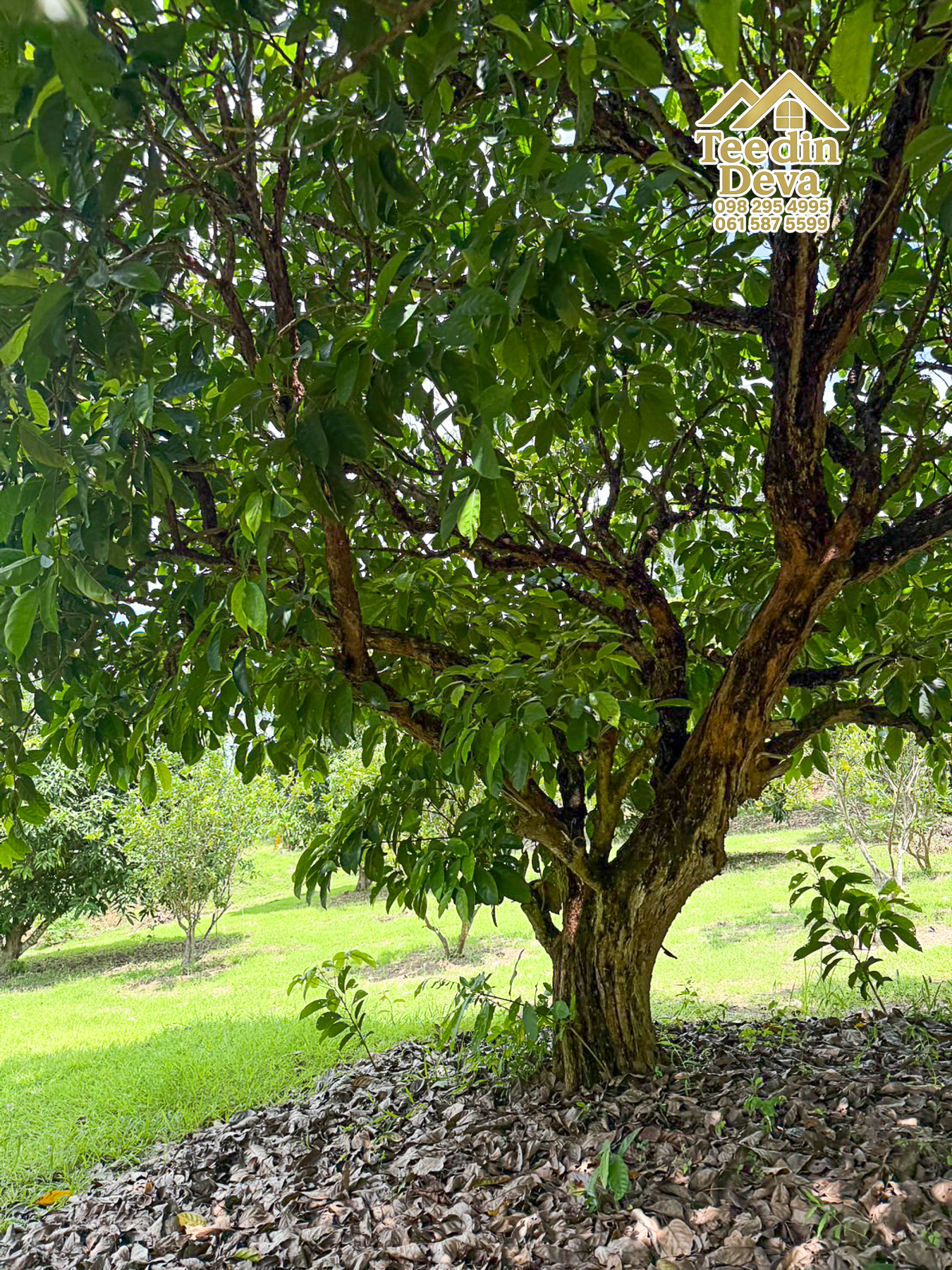 🌿 สวนผลไม้ในฝัน ใกล้เขื่อนขุนด่านปราการชล — 1 ไร่ 12 ตรว. ต.หินตั้ง อ.เมือง จ.นครนายก 🌿