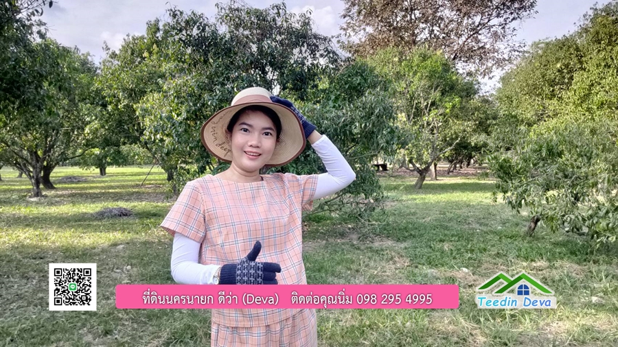 ขายสวนมะยงชิดพันธุ์ทูลเกล้า ขนาด 7 ไร่ ทำเลดีเยี่ยม ติดถนนลาดยาง ต.เขาเพิ่ม อ.บ้านนา จ.นครนายก