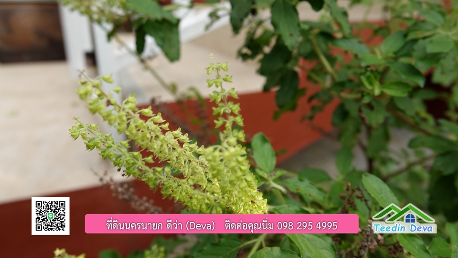 บ้านสวนผลไม้ สามารถเก็บผลผลิตได้เลย พื้นที่ 2 ไร่ 1 งาน อ.ปากพลี จ.นครนายก