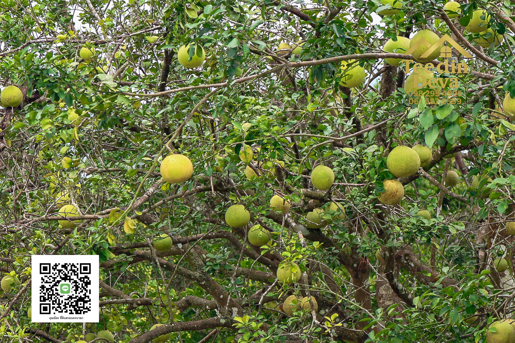 ที่ดินนครนายก วิวภูเขา ติดลำธาร ใกล้เขาใหญ่ ขนาด 1 ไร่ ทำเลดี ต.นาหินลาด อ.ปากพลี จ.นครนายก