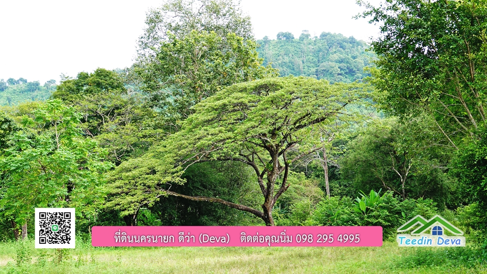 ที่ดินนครนายก ติดลำธารสวยๆ ที่ดินแปลงสวย 6 ไร่ ทำเลดี ในอ้อมกอดของขุนเขา ด้านหลังติดลำธารธรรมชาติ