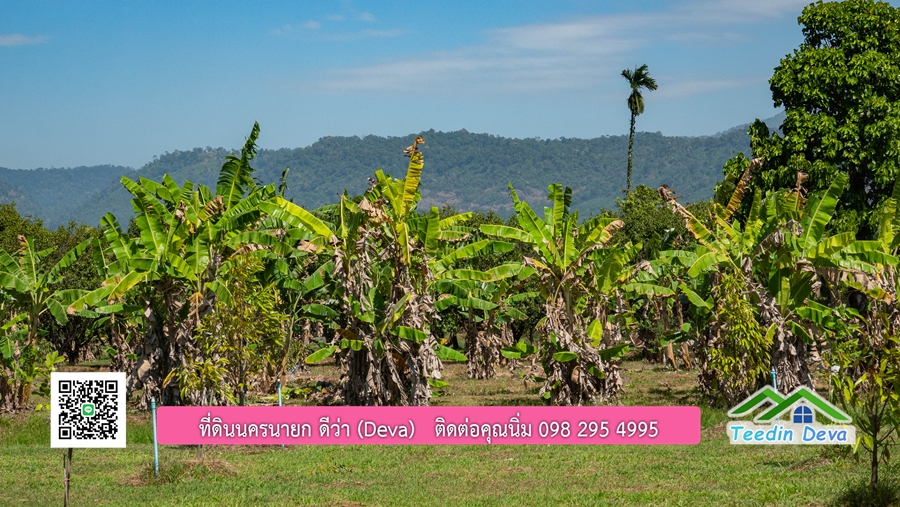 (ติดจอง) ที่ดินนครนายก บ้านสวน พร้อมที่ดิน ขนาด 1 ไร่ 1 งาน วิวภูเขาสวย อยู่ใกล้เขื่อนขุนด่านปราการชล