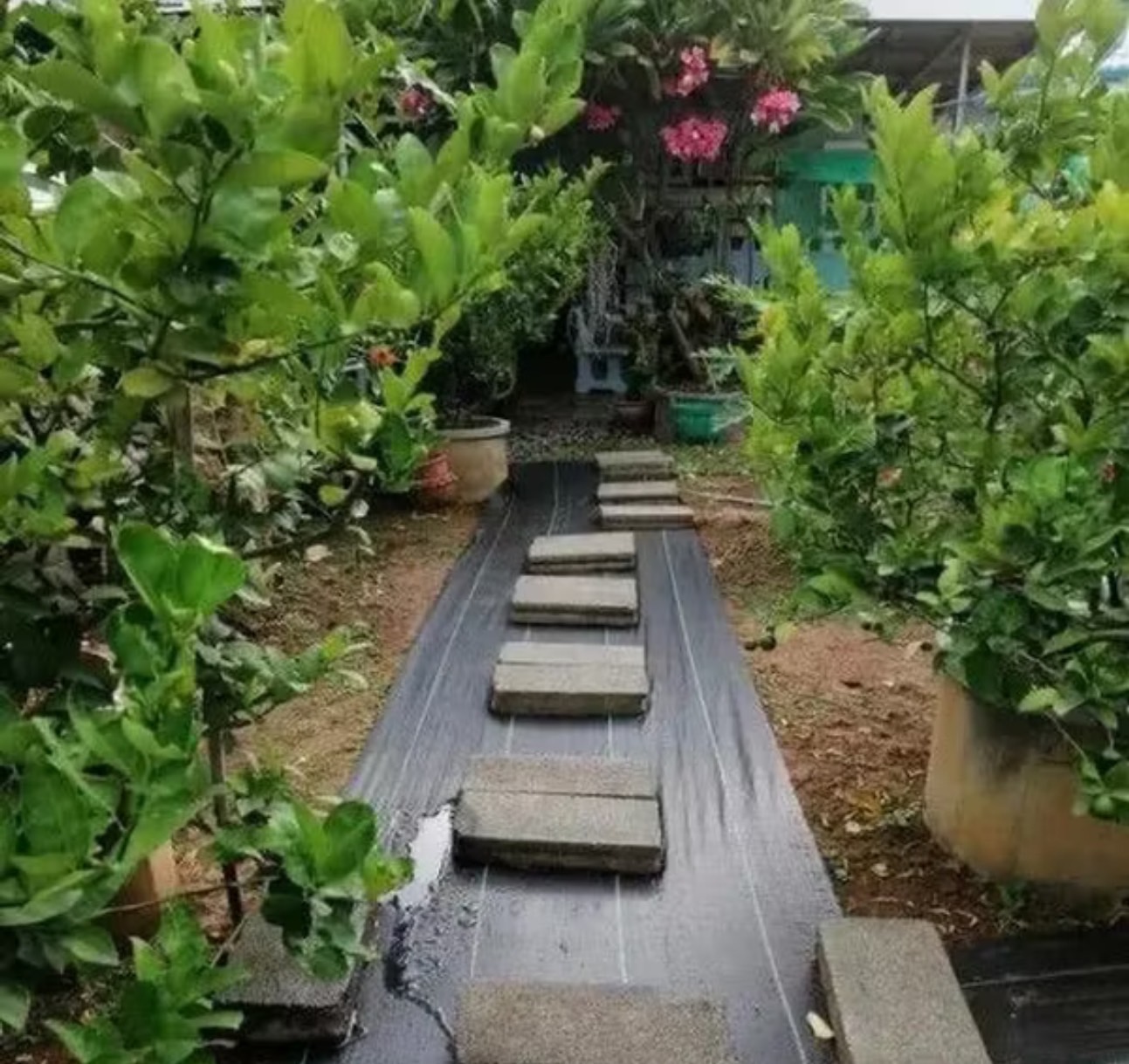 ผ้าคลุมดิน(เกรด A) 2 เมตร คลุมดิน