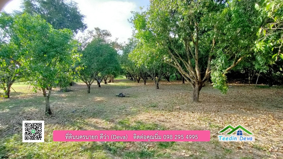 ขายสวนมะยงชิดพันธุ์ทูลเกล้า ขนาด 7 ไร่ ทำเลดีเยี่ยม ติดถนนลาดยาง ต.เขาเพิ่ม อ.บ้านนา จ.นครนายก