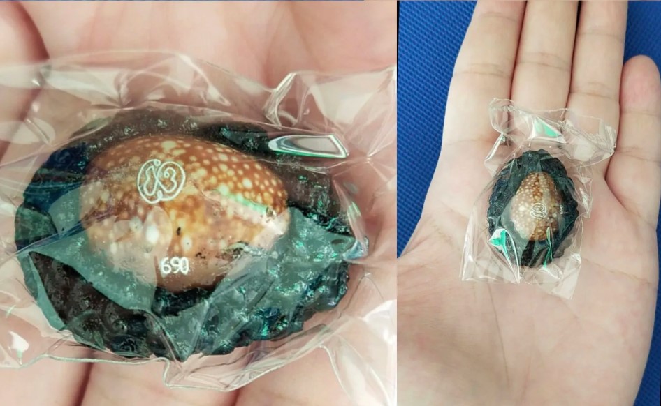 เบี้ยแก้ รุ่นแรก หลวงพ่อพรหม วัดพลานุภาพ จ.ปัตตานี รุ่นแซยิดเศรษฐี 97