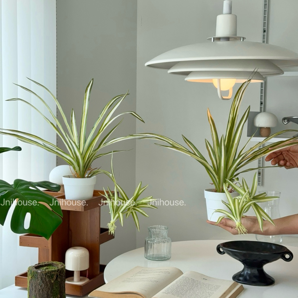 [พร้อมส่ง] Jnihouse : ต้นวาสนาราชินีกระถางขาว Spider plants (Tree)