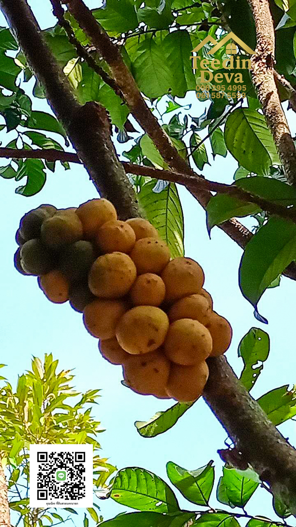 🌿 บ้านสวนในฝัน พร้อมอยู่ ใกล้เขื่อนขุนด่าน เนื้อที่ 1 ไร่ ต.สาริกา อ.เมือง จ.นครนายก 🏡