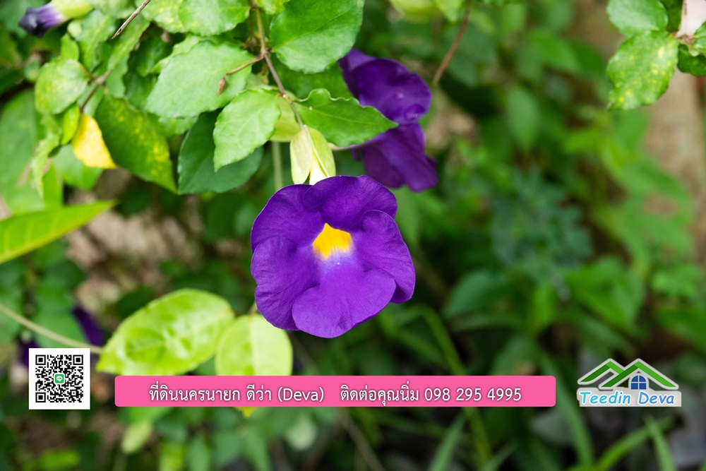 ขายบ้านสวน กลางนา วิวเขาใหญ่ ต.สาริกา อ.เมือง จ.นครนายก