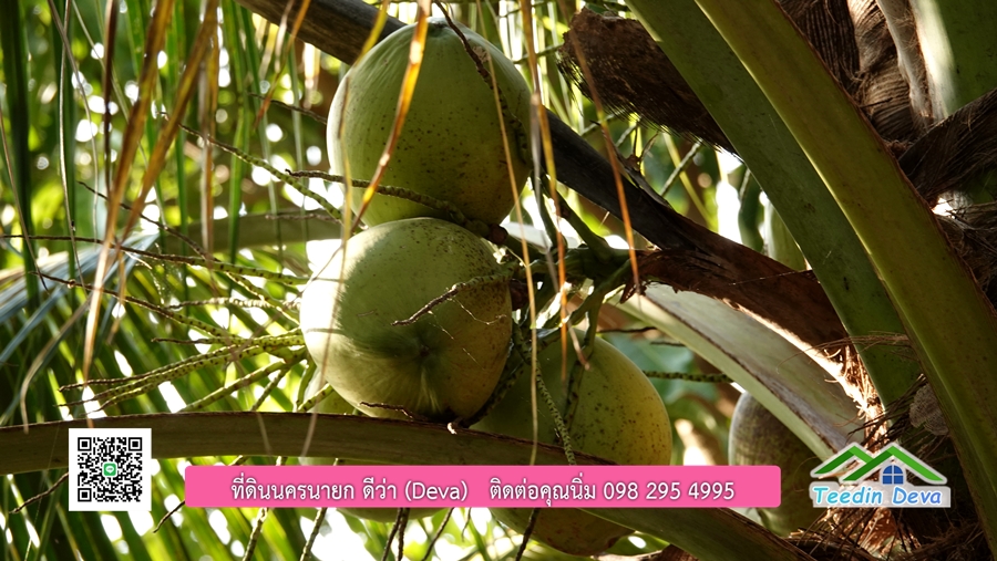 บ้านสวนผลไม้ สามารถเก็บผลผลิตได้เลย พื้นที่ 2 ไร่ 1 งาน อ.ปากพลี จ.นครนายก