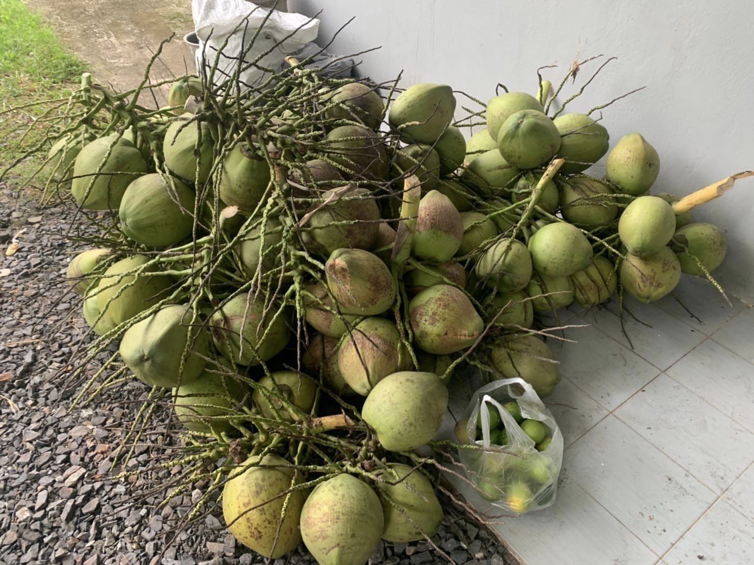 ที่ดินนครนายก บ้านสวนผลไม้ พื้นที่ 1 ไร่ 1 งาน ติดคลองส่งน้ำ ปลูกผลไม้หลากหลาย อ.ปากพลี จ.นครนายก