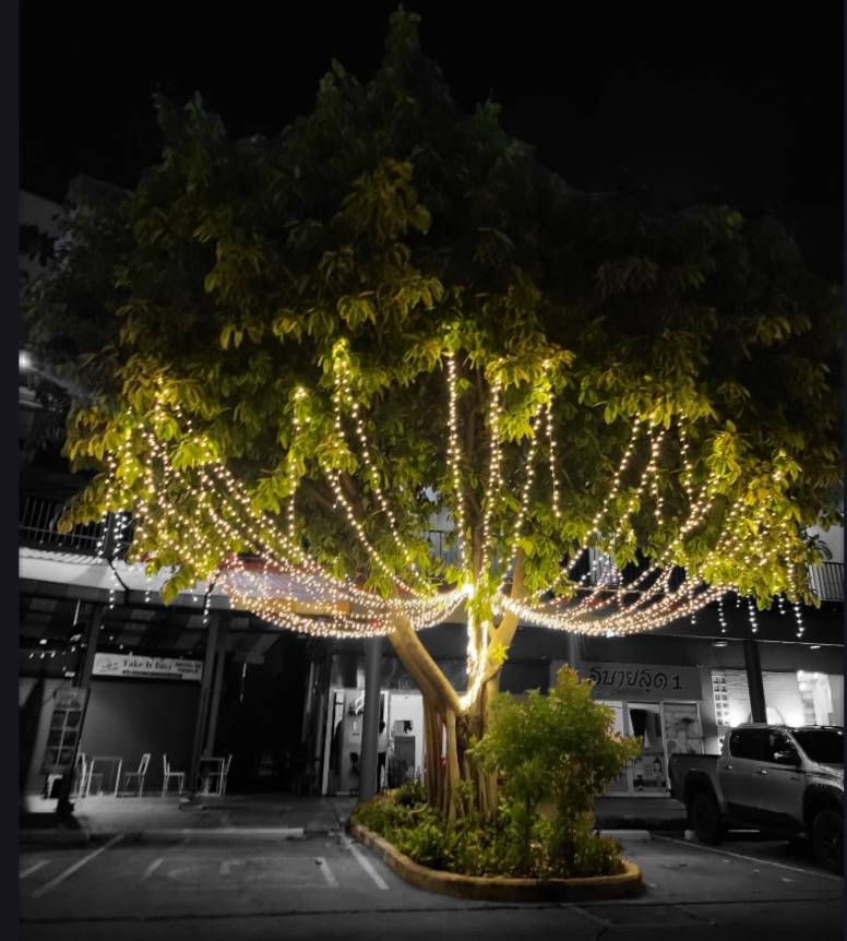 ไฟประดับต้นไม้เพิ่มเติมสีสันและความสว่างสไวยในยามคํ่าคืนได้อย่างลงตัว ประดับไฟต้นไม้นานาพันธุ์