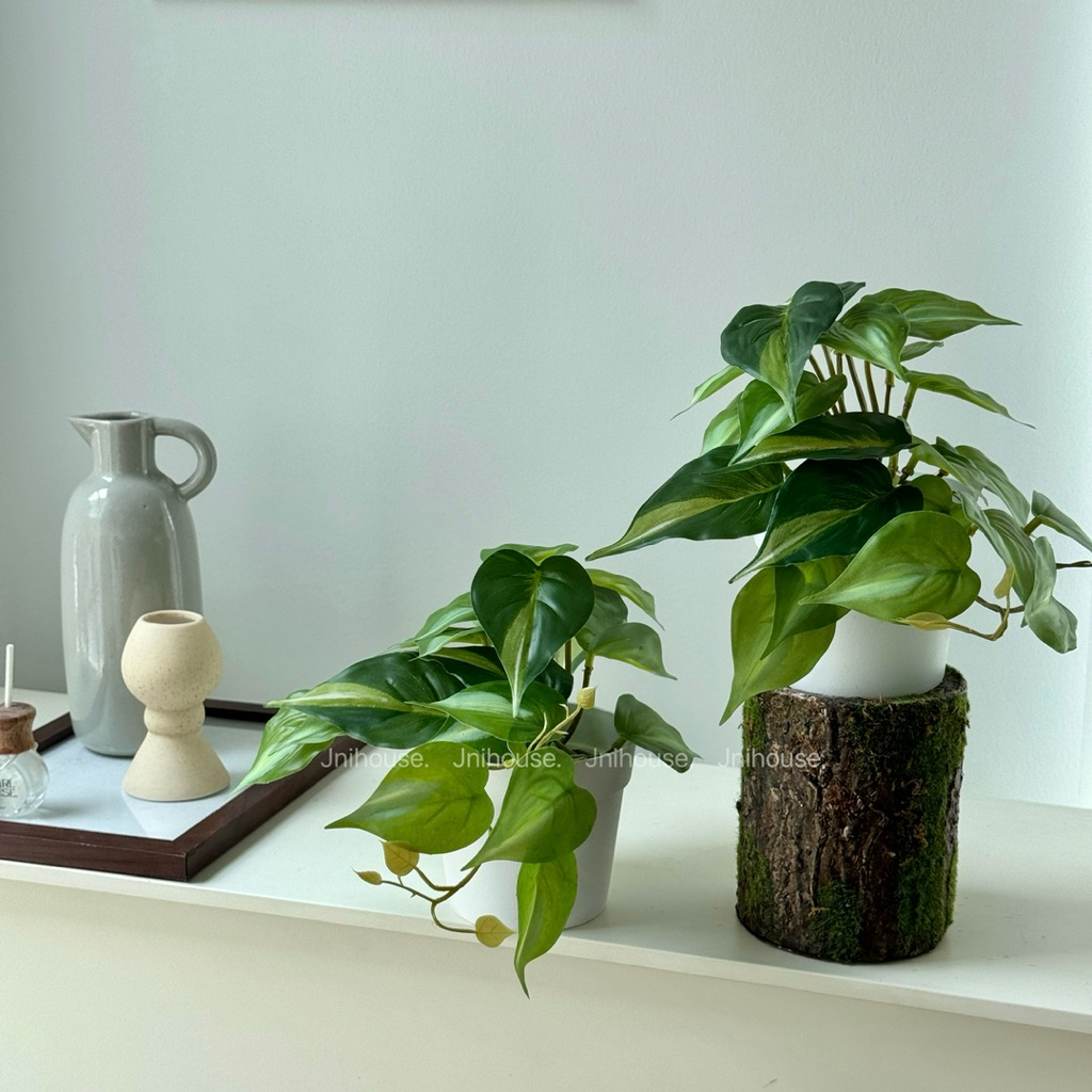 [พร้อมส่ง] Jnihouse : ต้นพลูด่างประดิษฐ์+กระถางพลาสติกขาว