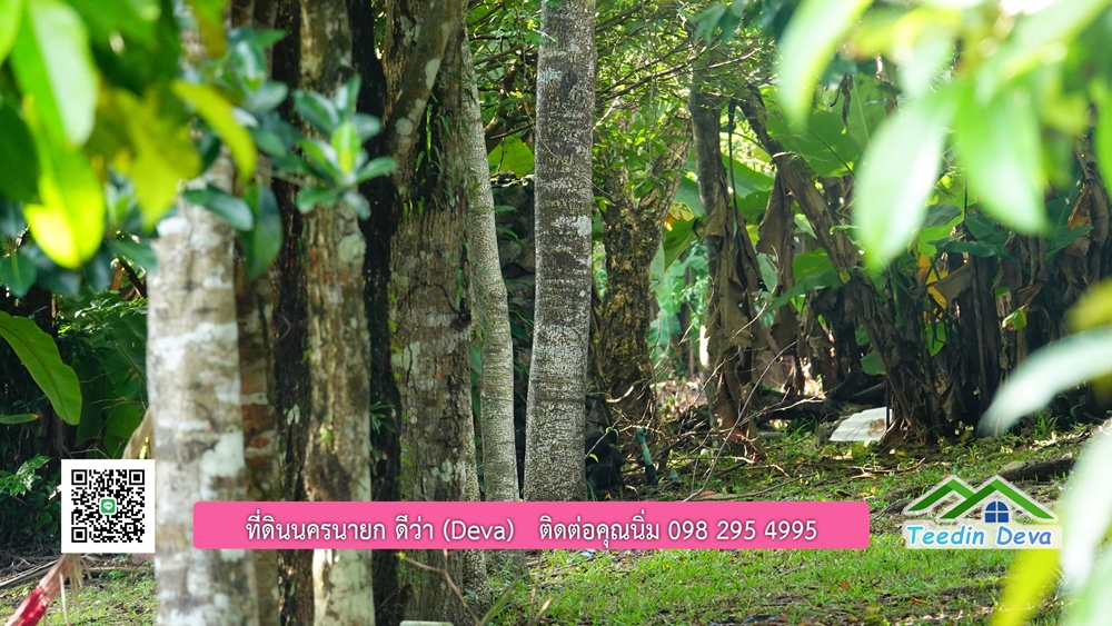 ที่ดินนครนายก สวนผลไม้ พื้นที่ 7 ไร่ ปลูกทุเรียน มังคุด ลองกอง มะยมชิด มีอาคาร 4 หลัง ด้านหน้าถนนสาธารณะ ด้านหลังติดอ่างเก็บน้ำ