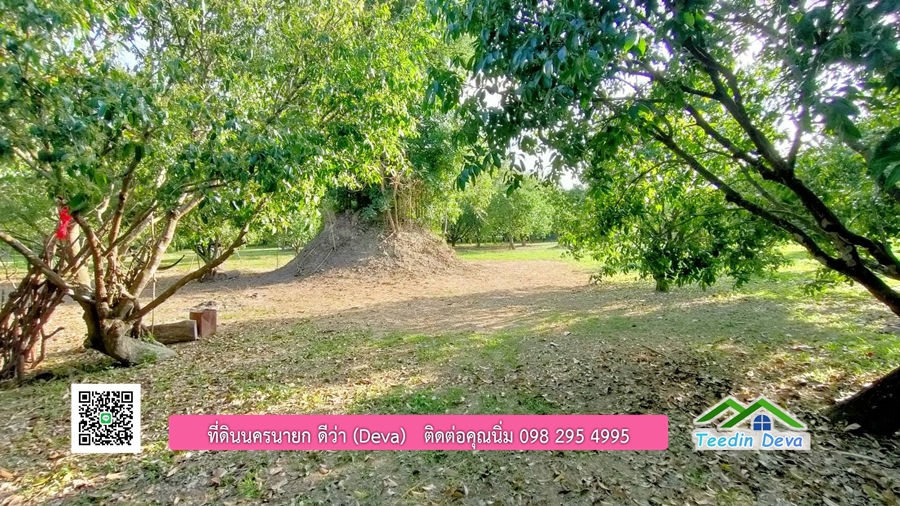 ขายสวนมะยงชิดพันธุ์ทูลเกล้า ขนาด 7 ไร่ ทำเลดีเยี่ยม ติดถนนลาดยาง ต.เขาเพิ่ม อ.บ้านนา จ.นครนายก