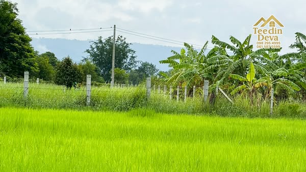 ที่ดินนครนายก ราคาถูก 100 ตรว พร้อมขุดโคกหนองนาให้ฟรี ต.ศรีนาวา อ.เมือง จ.นครนายก