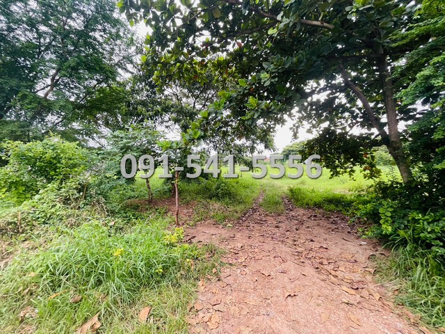 ขายที่ดิน ใจกลางเมืองเพชรบูรณ์ เนื้อที่ 18-1-3 ไร่ ติดถนนสันติสุข เข้าออกได้หลายเส้นทาง บรรยากาศดีเงียบสงบน่าอยู่