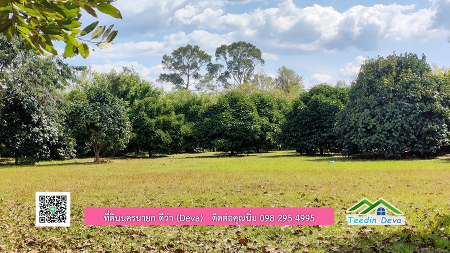 บ้านสวนผลไม้ ใกล้กับแหล่งท่องเที่ยว เจ้าของปลูกมะยงชิด ส้มโอ ต้นกฤษณา 20 ไร่ อยู่ติดถนนสายท่องเที่ยว สาริกา-นางรอง ต.สาริกา อ.เมือง จ.นครนายก