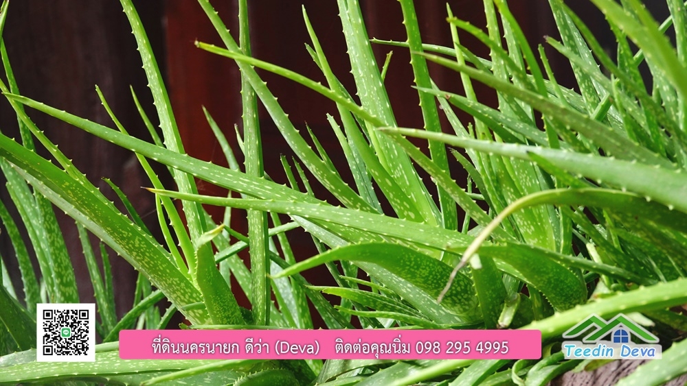 ขายรีสอร์ท ขนาด 10 ไร่ บรรยากาศดี ใกล้แหล่งท่อเที่ยว