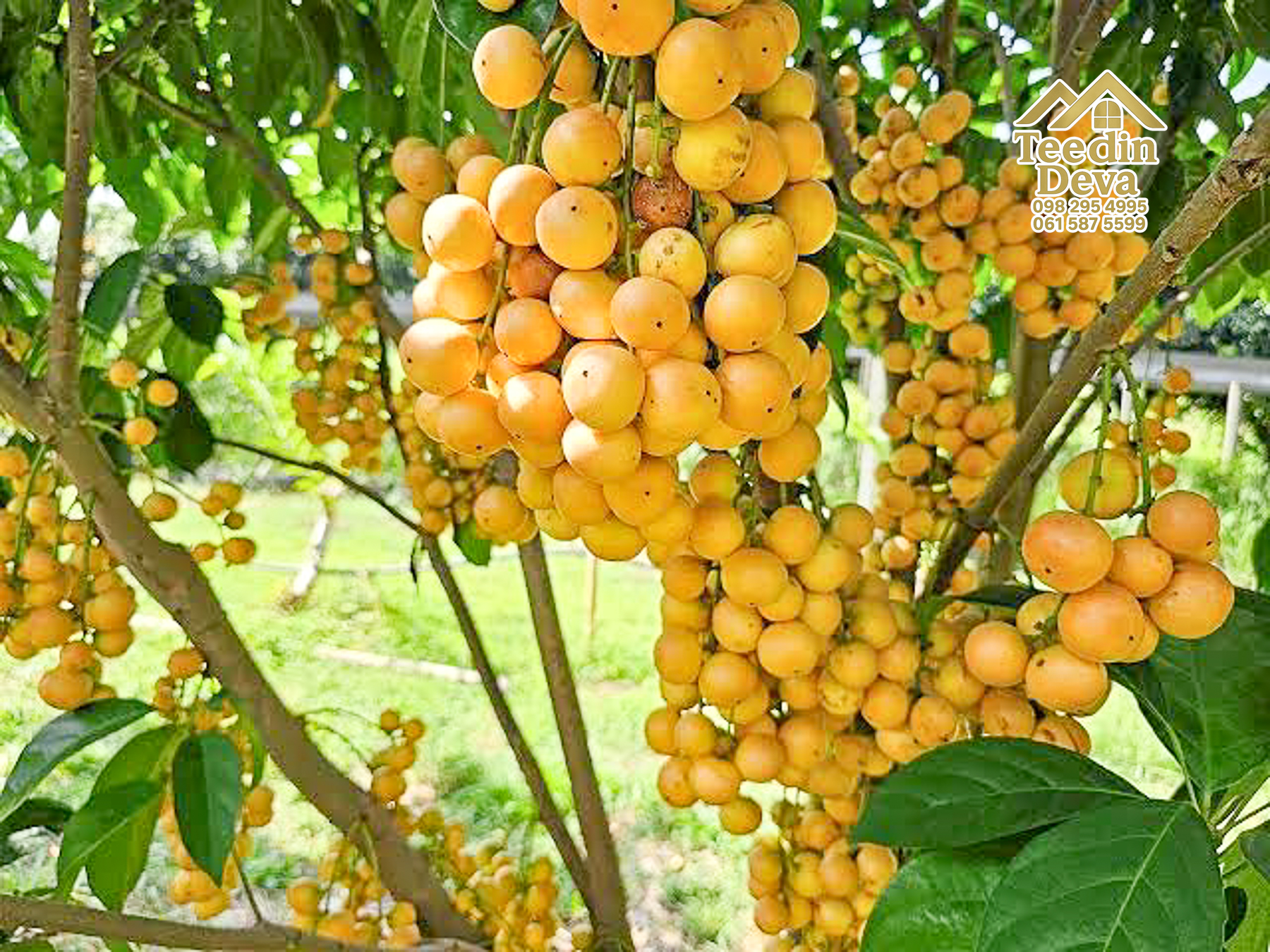 🌿 สวนผลไม้ในฝัน ใกล้เขื่อนขุนด่านปราการชล — 1 ไร่ 12 ตรว. ต.หินตั้ง อ.เมือง จ.นครนายก 🌿