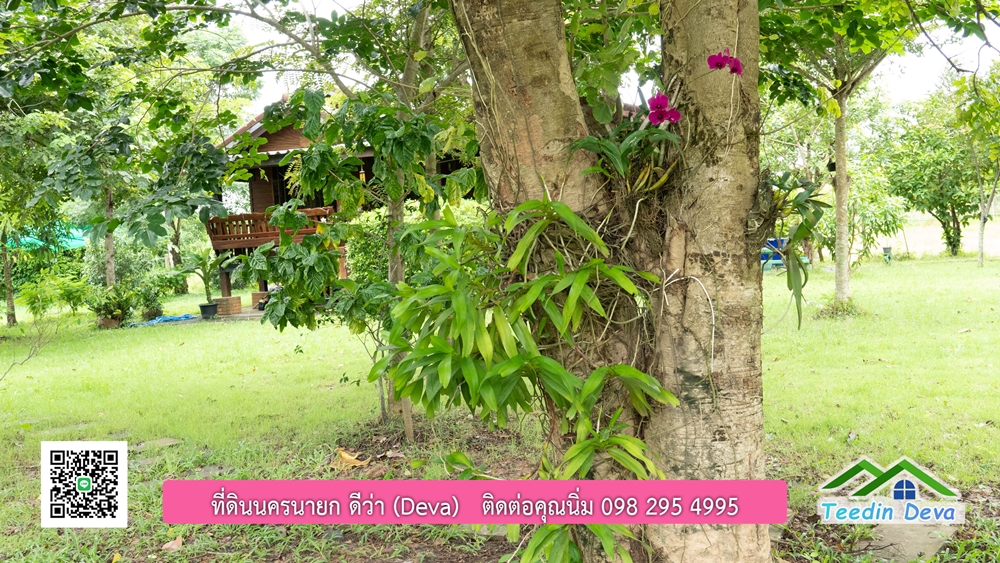 ขายบ้านสวน กลางนา วิวเขาใหญ่ ต.สาริกา อ.เมือง จ.นครนายก