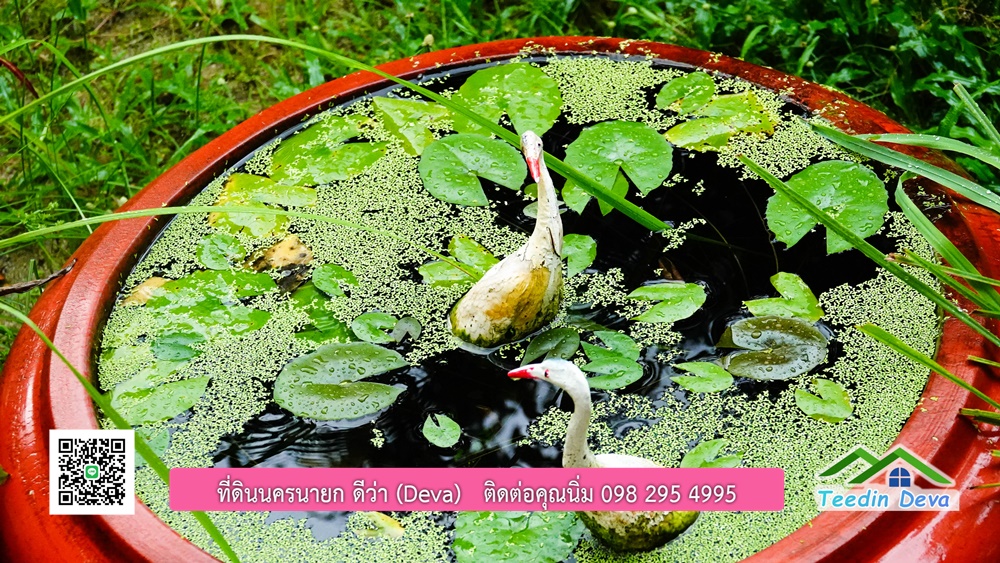 บ้านไทยประยุกต์ พร้อมสวนผลไม้ พืชผักสวนครัว ใกล้กับตัวเมืองนครนายก