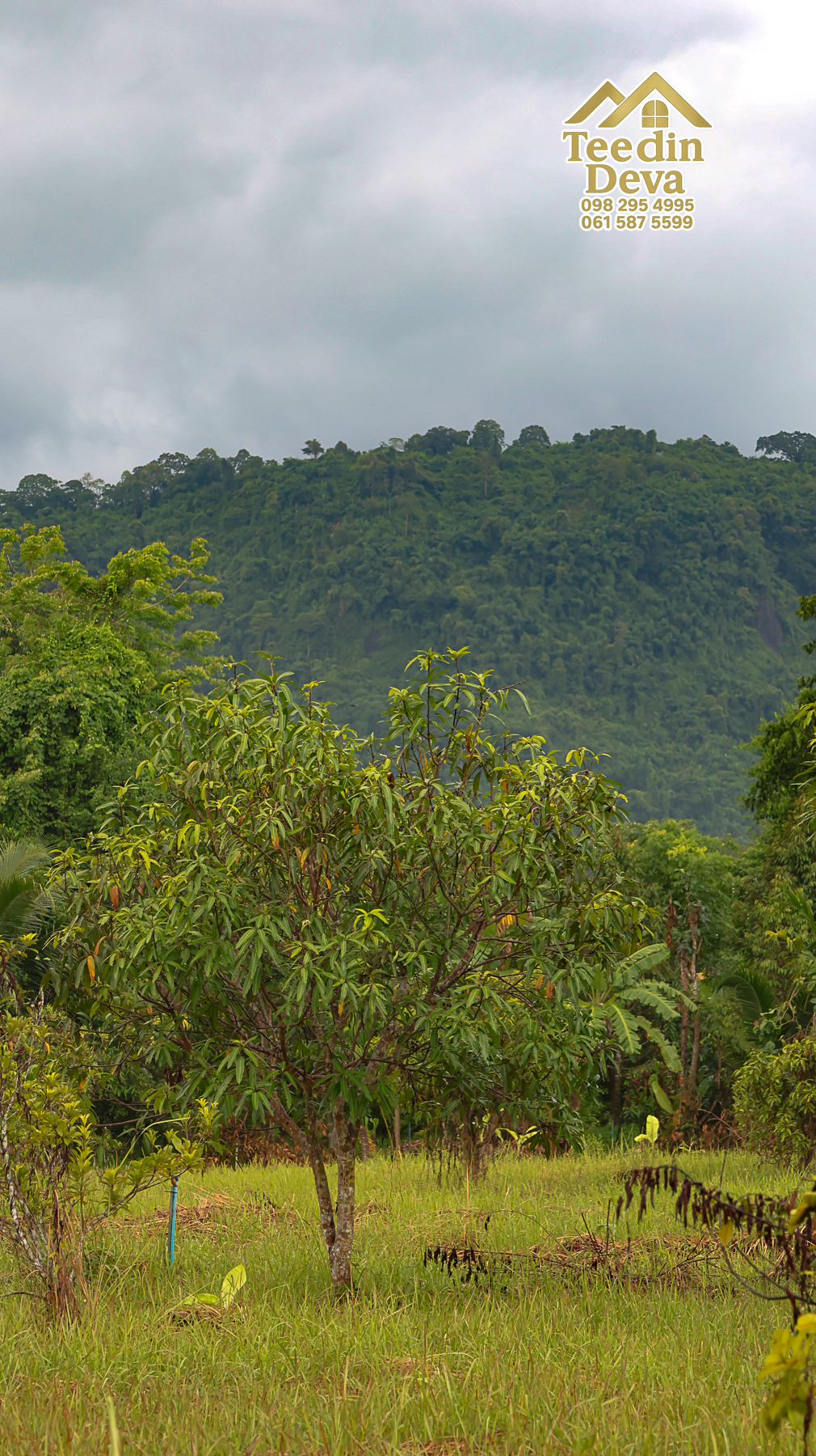 🌤 วิวภูเขาโอบล้อม ความสงบโอบใจ... ที่ดินสวนผลไม้ 120 ตร.ว. ต.หินตั้ง อ.เมือง จ.นครนายก 💛