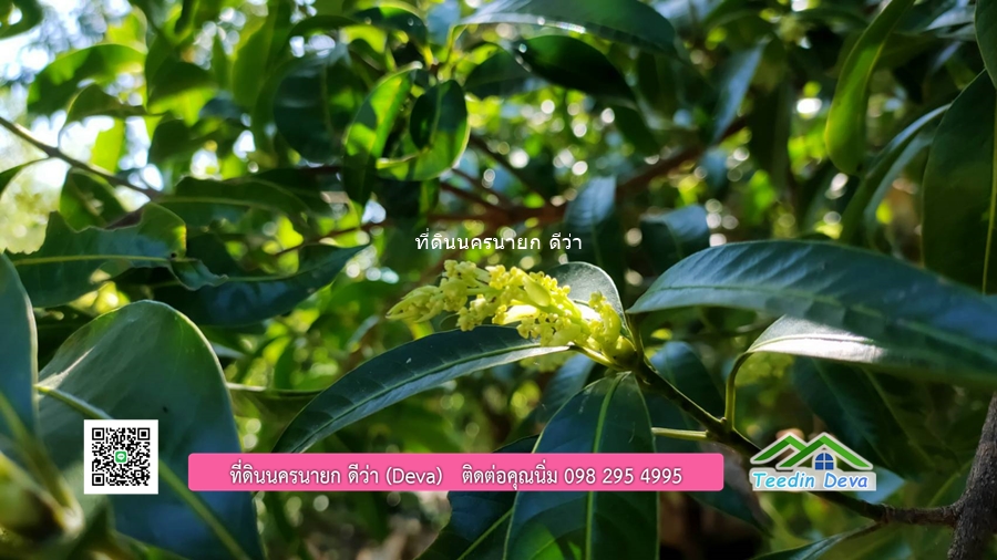 บ้านสวน ผลไม้ วิวอุทยานเขาใหญ่ เนื้อที่ 2 ไร่ 1 งาน อ.ปากพลี จ.นครนายก