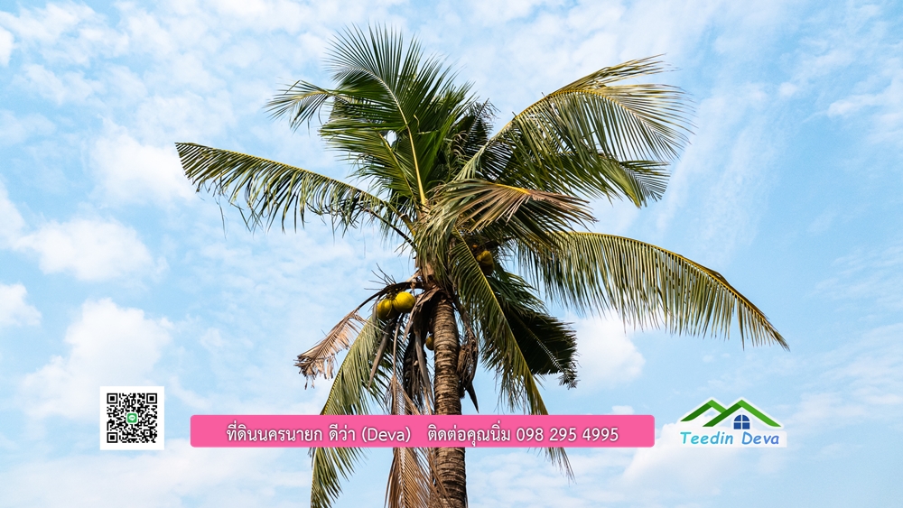 ขายที่ดิน สวนปาล์ม แปลงสวย ทำเลดี เนื้อที่ 11-3-8 ไร่ ให้ผลผลิตแล้ว อ.ปากพลี จ.นครนายก