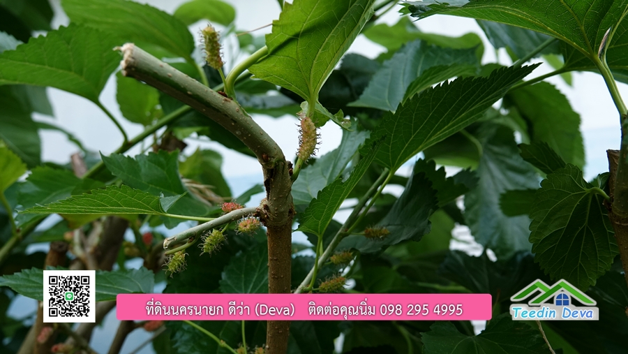 บ้านสวนผลไม้ สามารถเก็บผลผลิตได้เลย พื้นที่ 2 ไร่ 1 งาน อ.ปากพลี จ.นครนายก