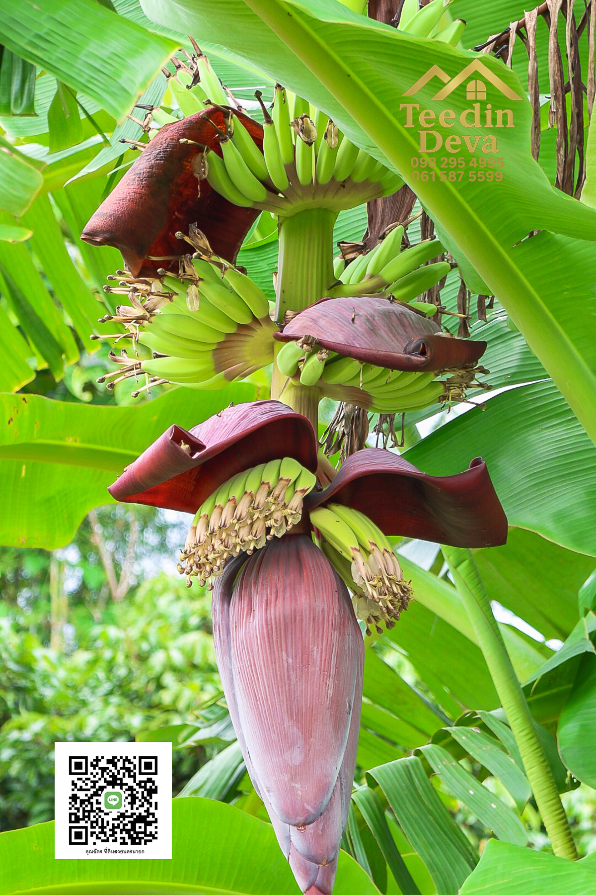 ที่ดินนครนายก วิวภูเขา ติดลำธาร ใกล้เขาใหญ่ ขนาด 1 ไร่ ทำเลดี ต.นาหินลาด อ.ปากพลี จ.นครนายก
