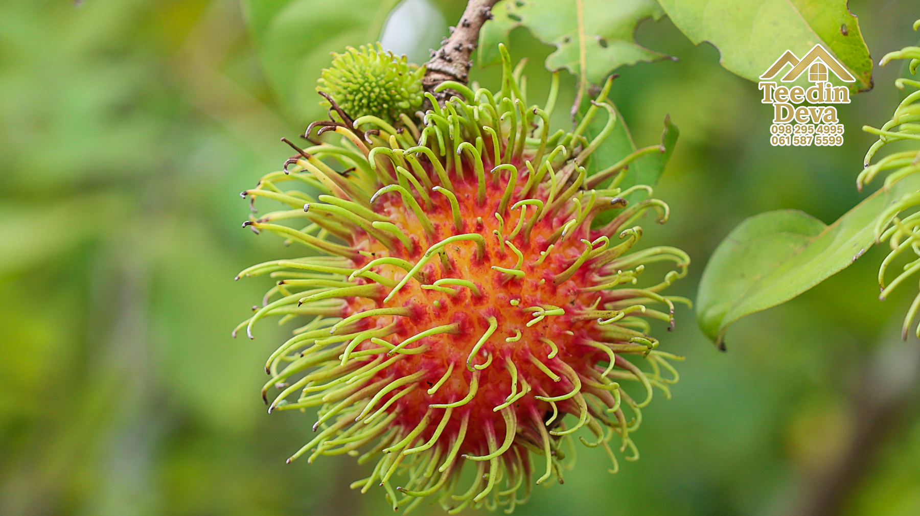 🌤 วิวภูเขาโอบล้อม ความสงบโอบใจ... ที่ดินสวนผลไม้ 120 ตร.ว. ต.หินตั้ง อ.เมือง จ.นครนายก 💛