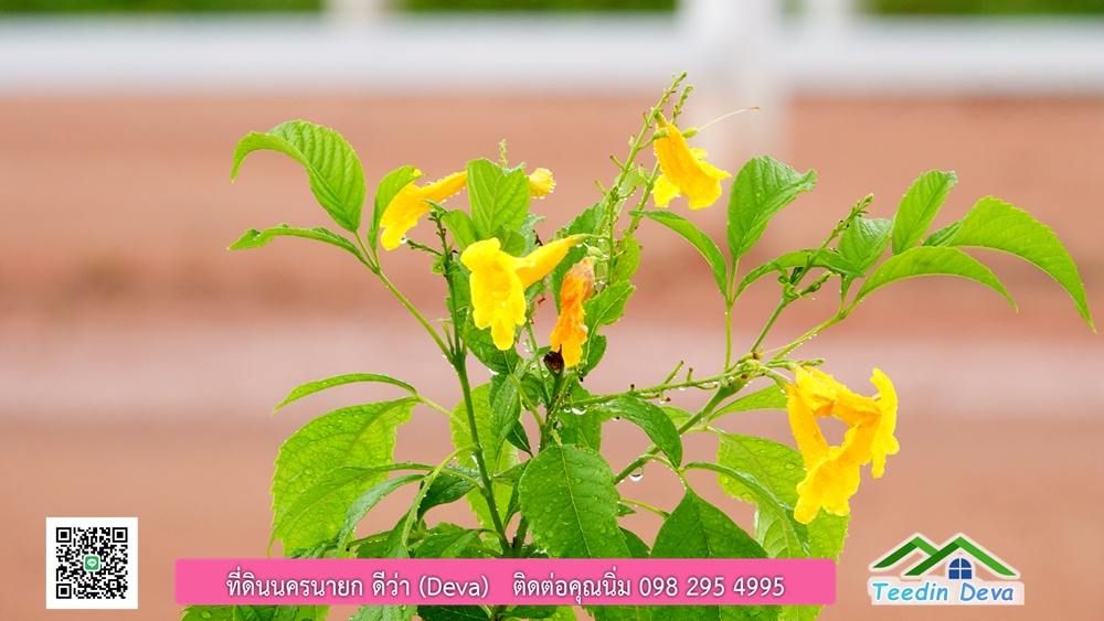 ที่ดินนครนายก วิวภูเขาสวยๆ ราคาแปลงละ 1.36 ล้านบาท สด และผ่อน