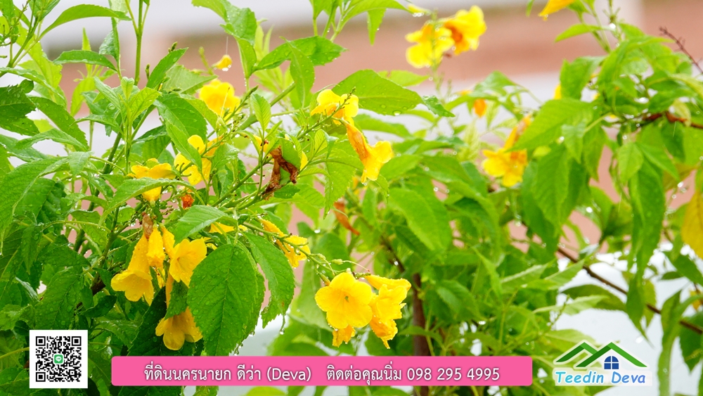 ที่ดินนครนายก วิวภูเขาสวยๆ ราคาแปลงละ 1.36 ล้านบาท สด และผ่อน